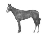 PytorchのPre-trainedモデルで馬体写真の背景を自動トリミングする
